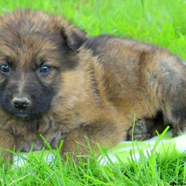 Carl, German Shepherd Puppy