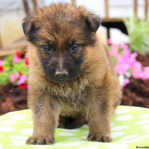 Carl, German Shepherd Puppy