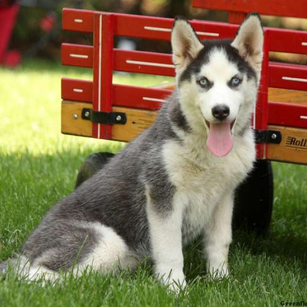 Carmen, Siberian Husky Puppy