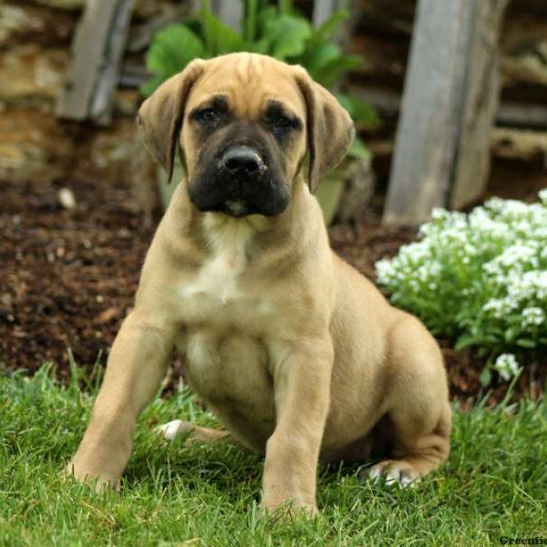 Carmen, African Boerboel Puppy