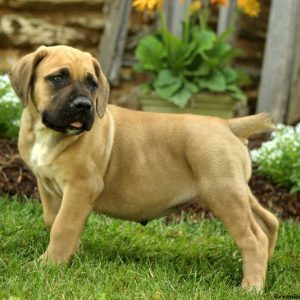 Carmen, African Boerboel Puppy