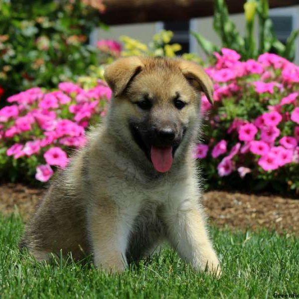 Caroline, German Shepherd Mix Puppy