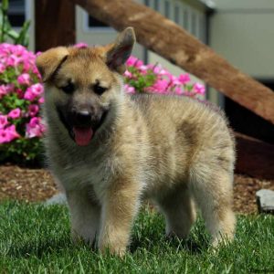 Caroline, German Shepherd Mix Puppy