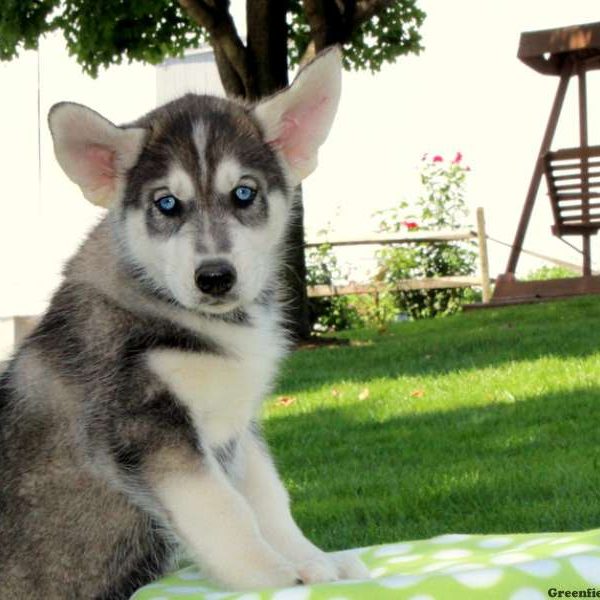 Casey, Siberian Husky Mix Puppy