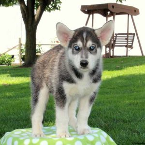 Casey, Siberian Husky Mix Puppy