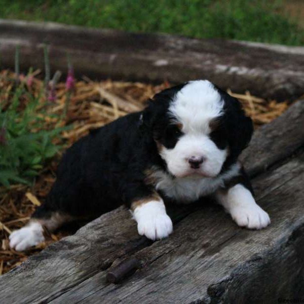 Cassie, Bernedoodle-Miniature Puppy