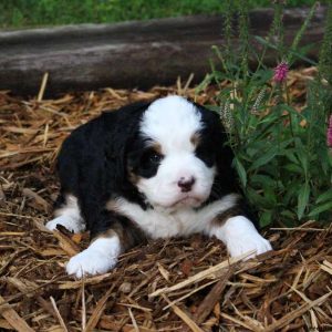 Cassie, Bernedoodle-Miniature Puppy