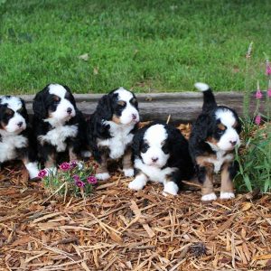 Cassie, Bernedoodle-Miniature Puppy