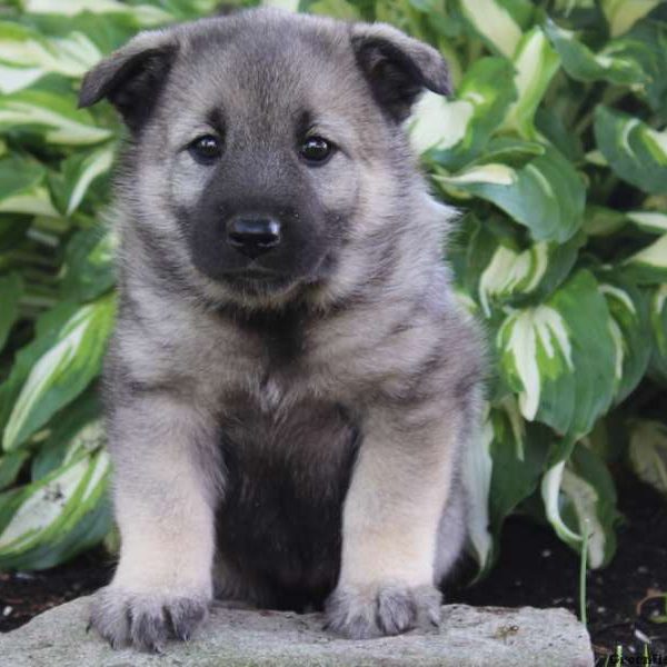 Cathy, Norwegian Elkhound Puppy