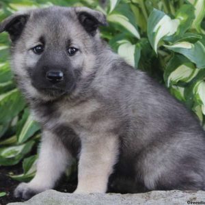 Cathy, Norwegian Elkhound Puppy