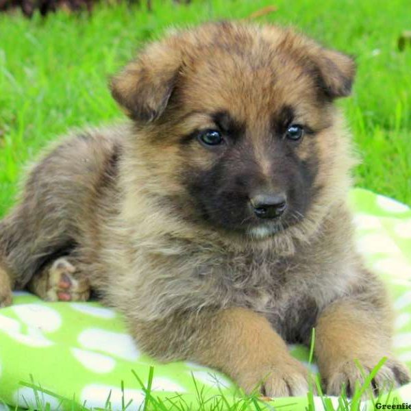 Champ, German Shepherd Puppy