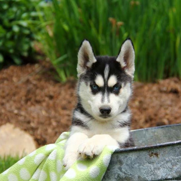 Champ, Siberian Husky Puppy