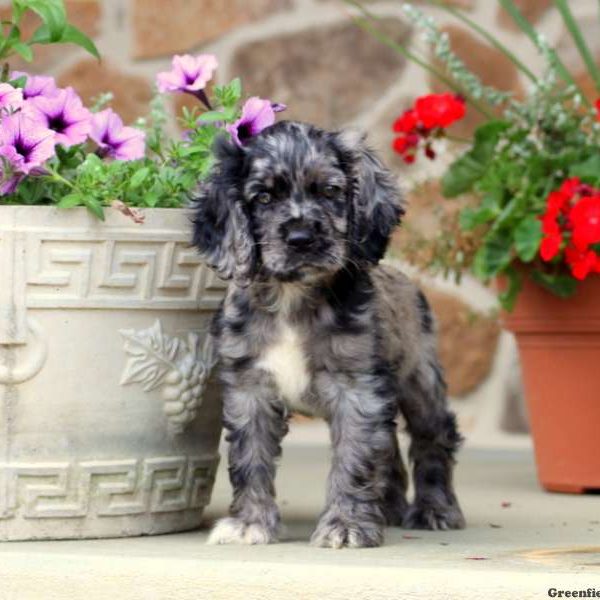 Champ, Cocker Spaniel Puppy