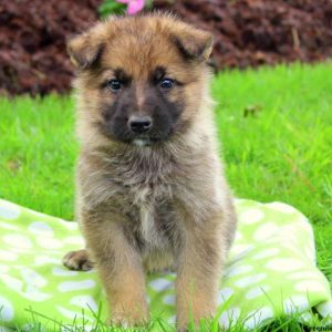 Champ, German Shepherd Puppy