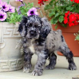 Champ, Cocker Spaniel Puppy