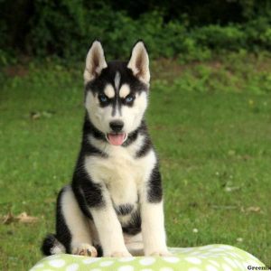 Champ, Siberian Husky Puppy