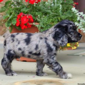 Champ, Cocker Spaniel Puppy