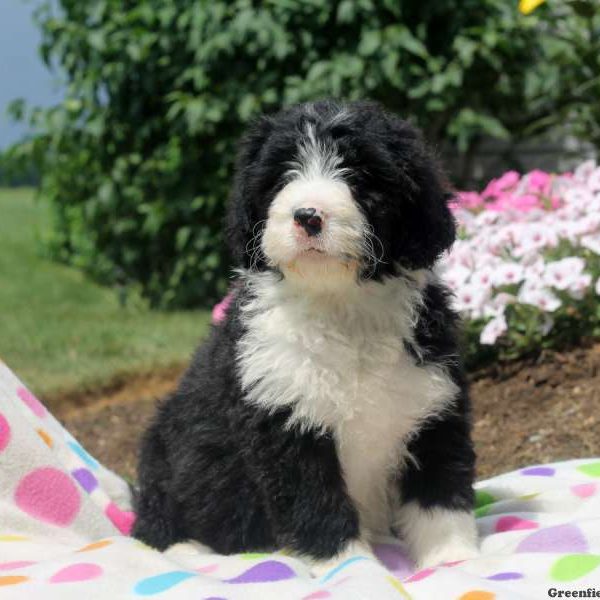 Champion, Bernedoodle Puppy