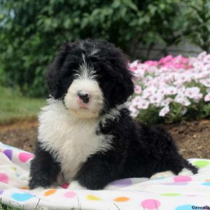 Champion, Bernedoodle Puppy