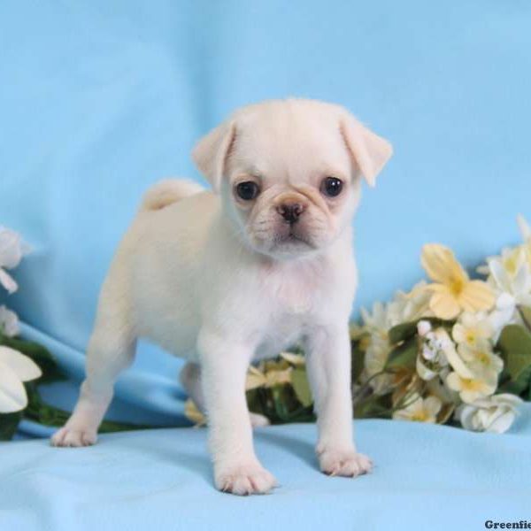 Charity, Pug Puppy