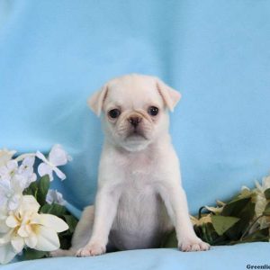 Charity, Pug Puppy