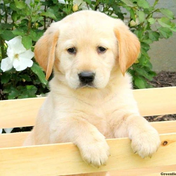 Charlene, Golden Labrador Puppy