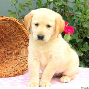 Charlene, Golden Labrador Puppy