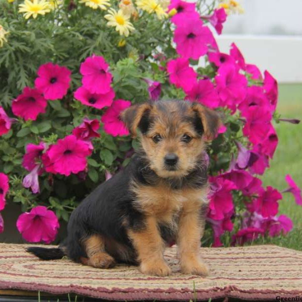 Charlie, Yorkie Mix Puppy