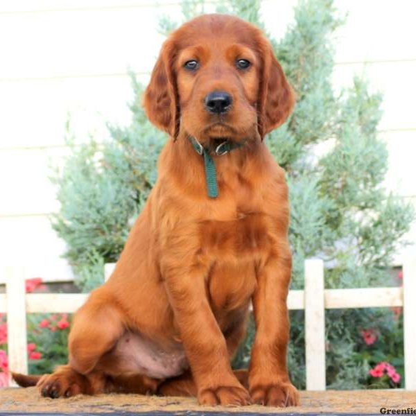 Charlie, Irish Setter Puppy