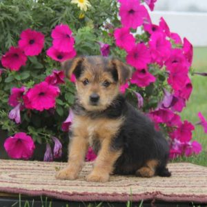 Charlie, Yorkie Mix Puppy