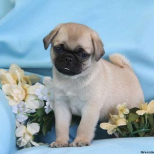 Charlie, Pug Puppy