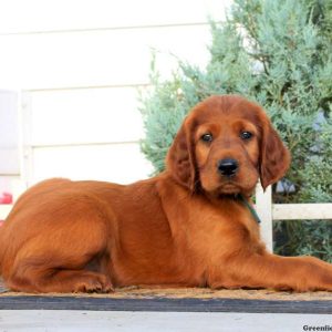 Charlie, Irish Setter Puppy