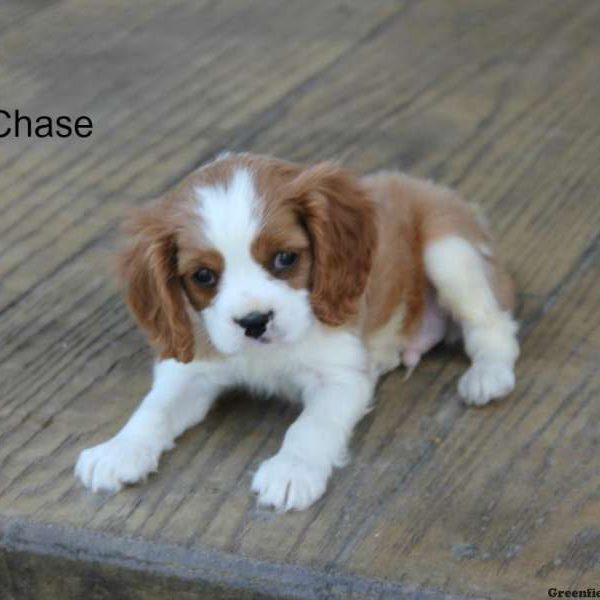 Chase, Cavalier King Charles Spaniel Puppy