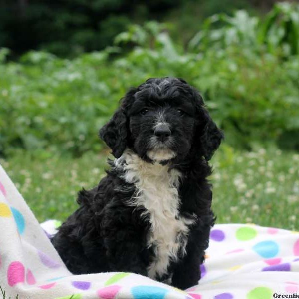 Chase, Bernedoodle Puppy