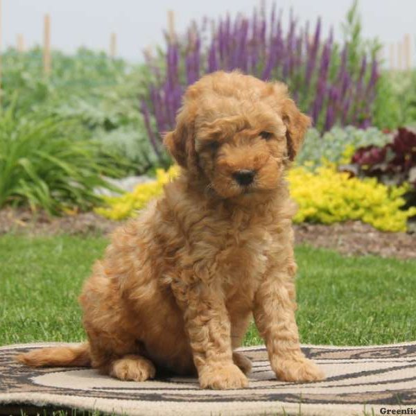 Chase, Goldendoodle-Miniature Puppy