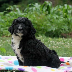 Chase, Bernedoodle Puppy