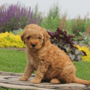 Chase, Goldendoodle-Miniature Puppy