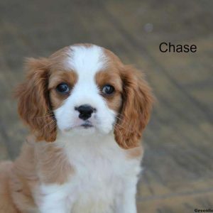 Chase, Cavalier King Charles Spaniel Puppy