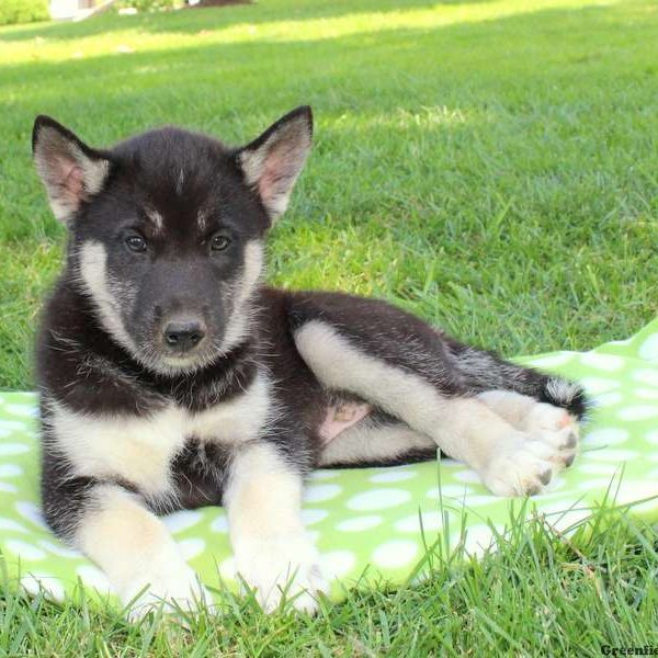 Chasey, Siberian Husky Mix Puppy