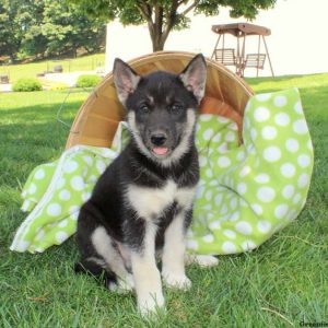 Chasey, Siberian Husky Mix Puppy