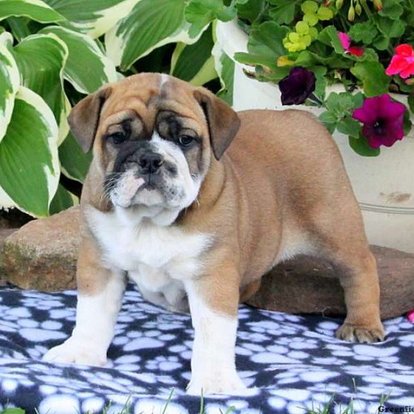 Cherish, English Bulldog Puppy