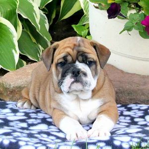 Cherish, English Bulldog Puppy