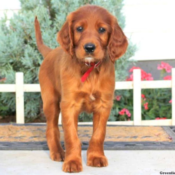 Cheryl, Irish Setter Puppy