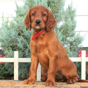 Cheryl, Irish Setter Puppy