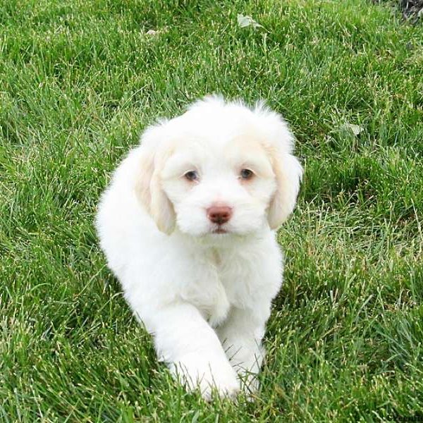 Chesney, Bichon Mix Puppy