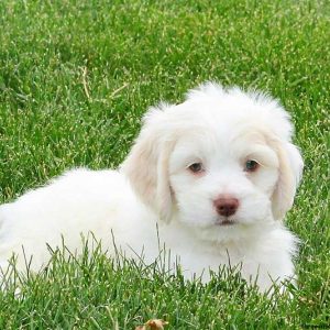 Chesney, Bichon Mix Puppy