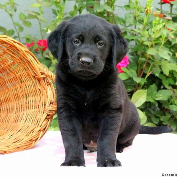 Chief, Golden Labrador Puppy