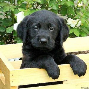 Chief, Golden Labrador Puppy