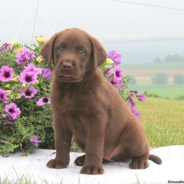 Chip, Labrador Retriever-Chocolate Puppy