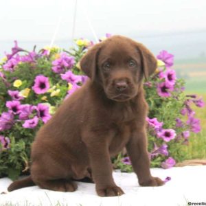 Chip, Labrador Retriever-Chocolate Puppy